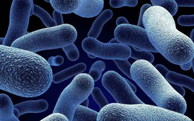 Harmful Bacteria