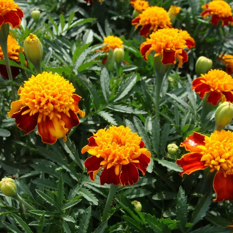 Double Fiesta French Marigolds