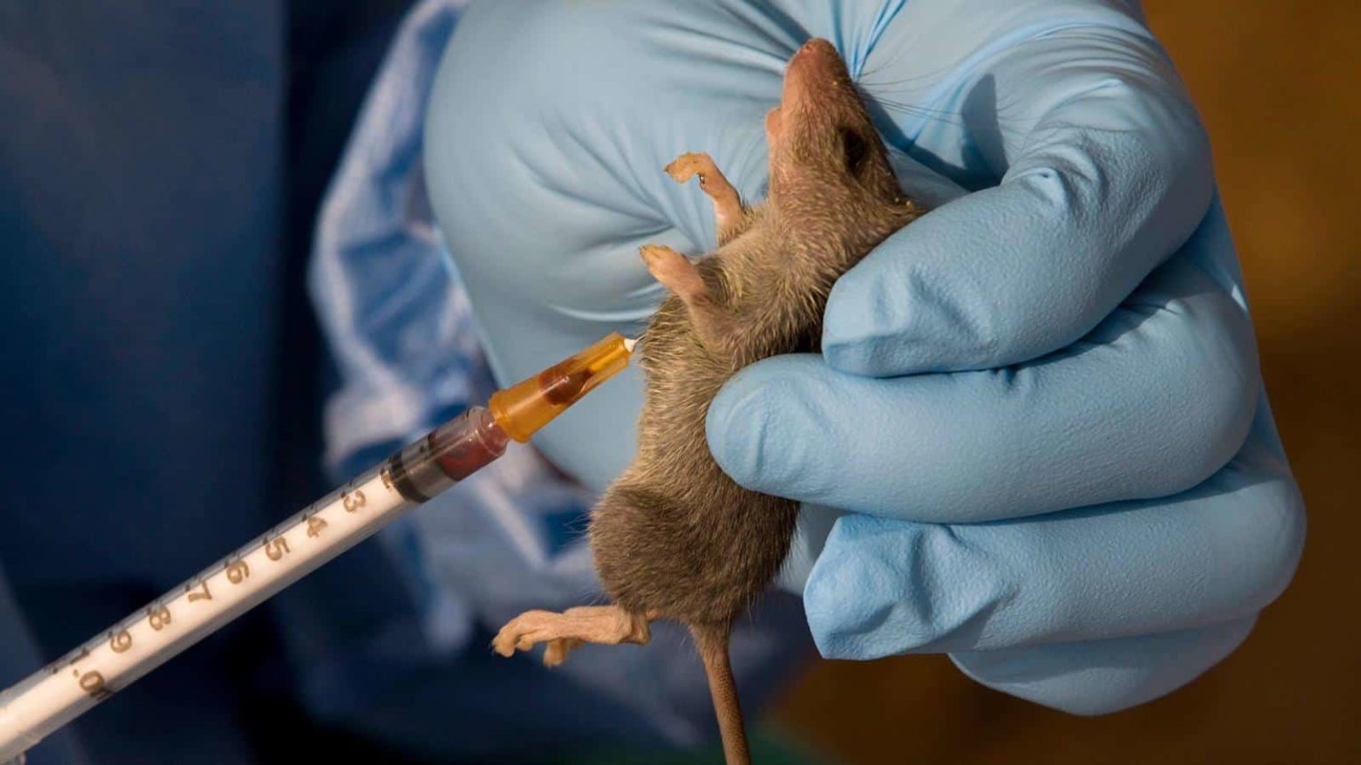 What Is Lassa Fever Healthtian   Lassa Fever 1536x864 