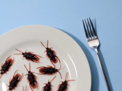 cockroaches on plate