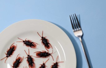 cockroaches on plate