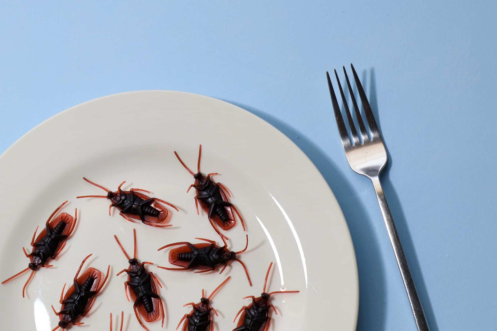 Dangerous Diseases Spread By Cockroaches And Their Symptoms Healthtian