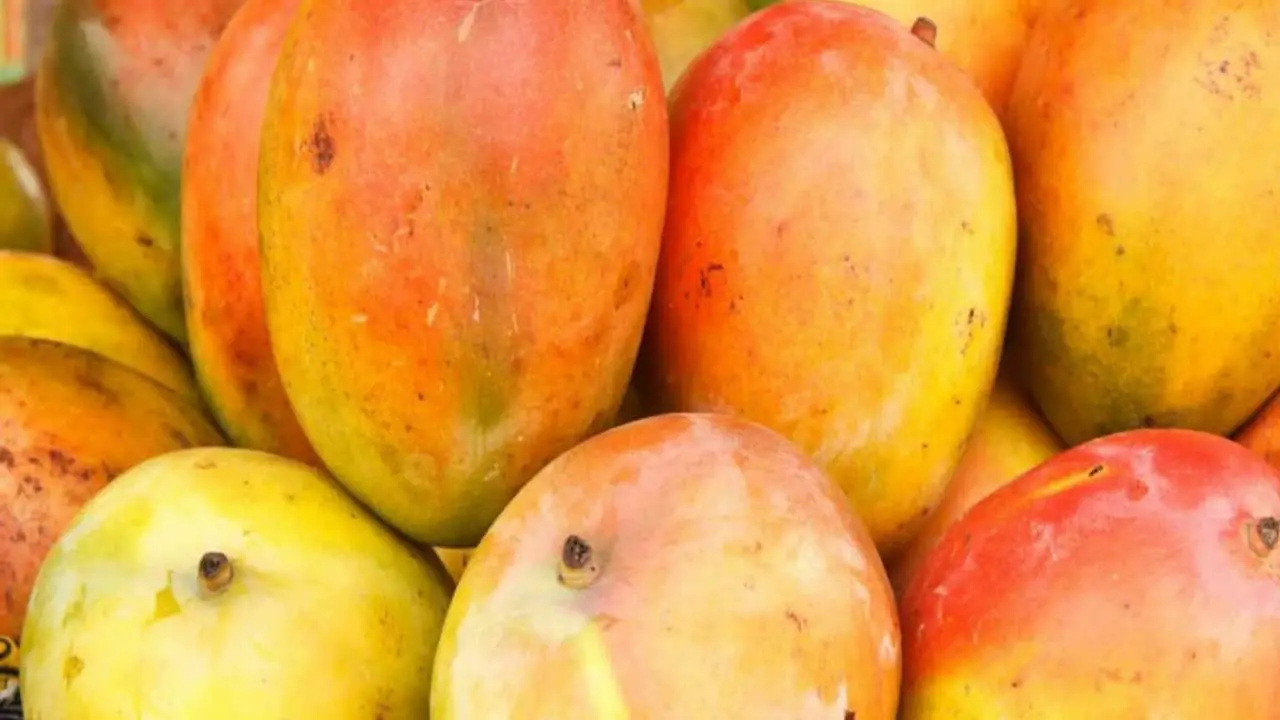 African Mango