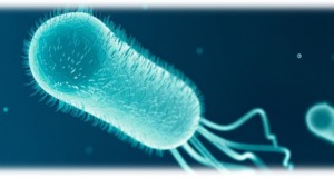 E.coli