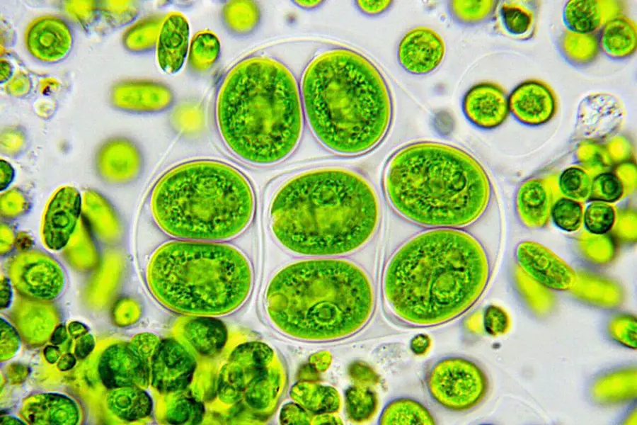 Algae Microorganisms
