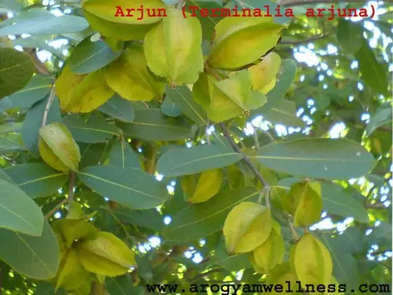 Terminalia Arjuna Health Benefits | Healthtian