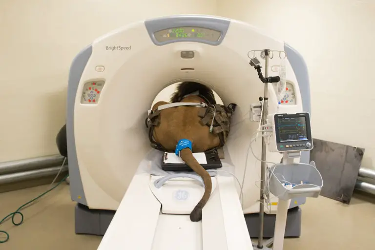 CT Scan Definition Uses And Procedure