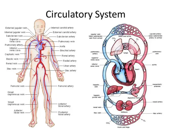 The Circulatory System – Anatomy, Functions and Diseases | Healthtian