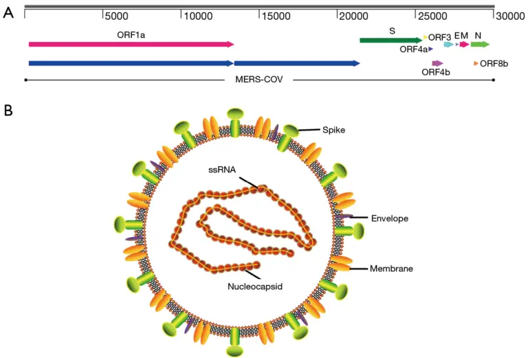 Middle East Respiratory Syndrome (MERS) – Symptoms and Prevention ...