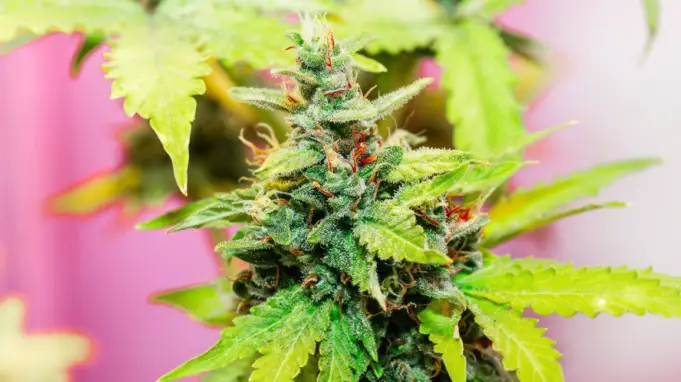 In recent years demand for cannabis strains high in CBD content has increased to replace the demand of high THC content strains.
