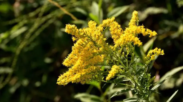 Golden Rod: Uses and Health Benefits | Healthtian