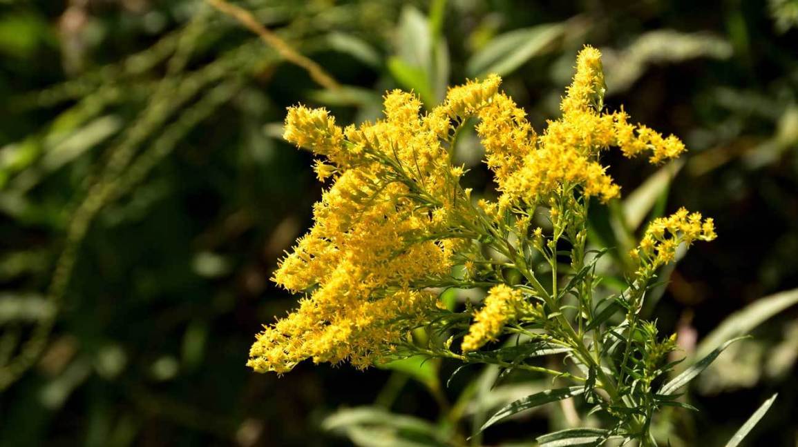 Golden Rod Uses and Health Benefits Healthtian