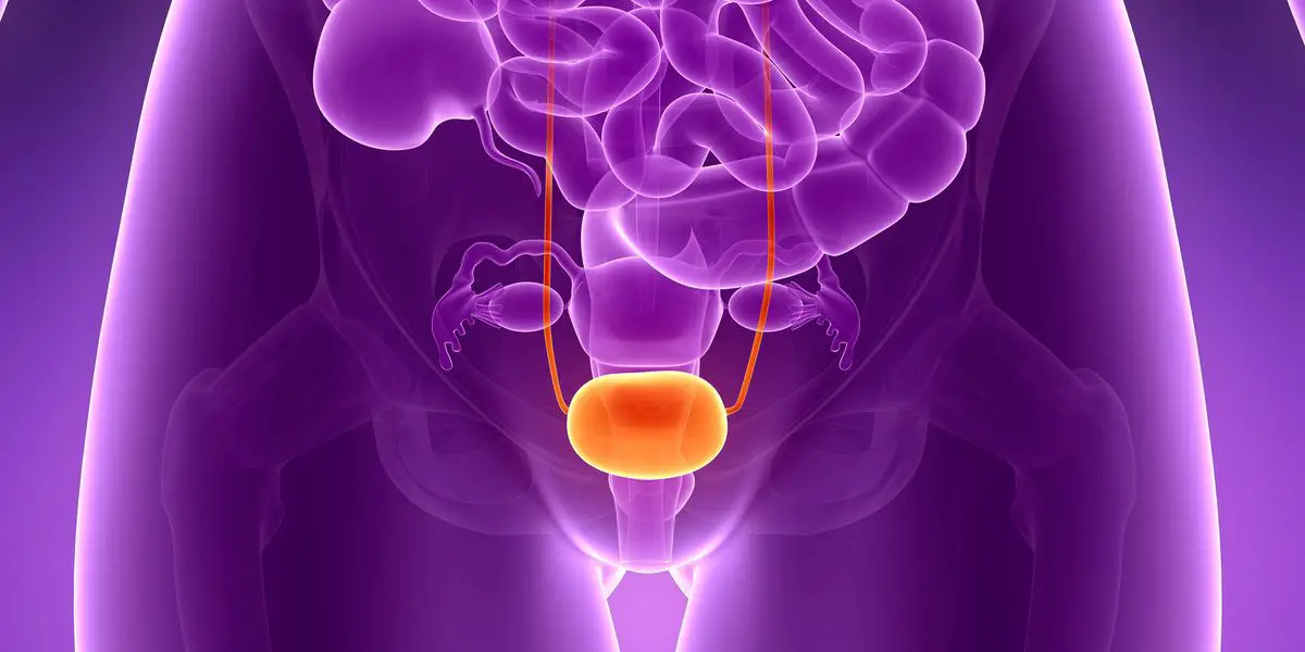 The Bladder Human Anatomy Healthtian   The Bladder 