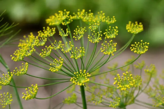 Dill, Anethum Graveolens: Uses and Health Benefits | Healthtian