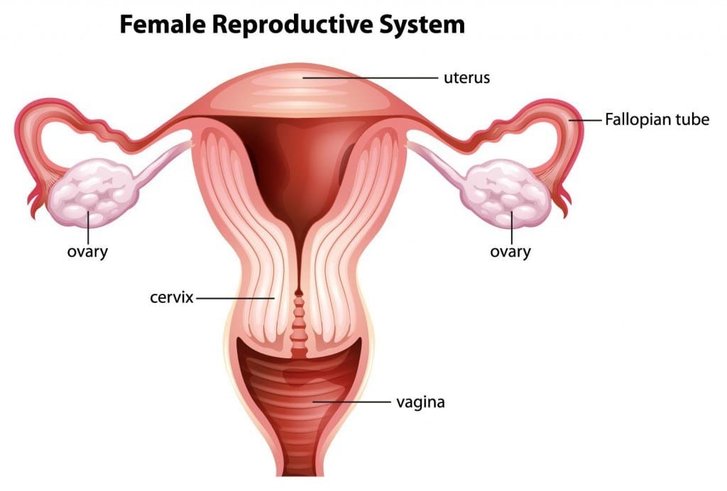 What Is The Other Name For Fallopian Tube