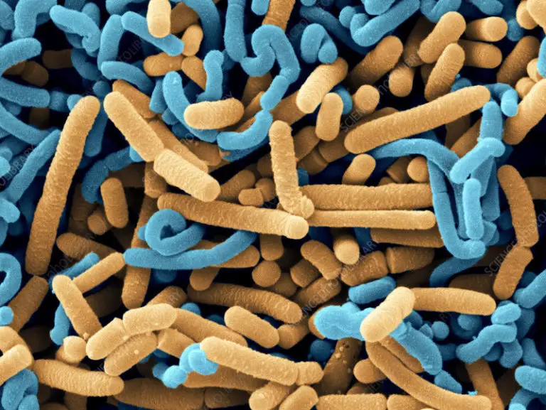 What is Lactobacillus? | Healthtian