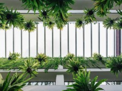 Tropical Plants Indoors
