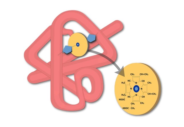 3d Molecular Structure Of Myoglobin