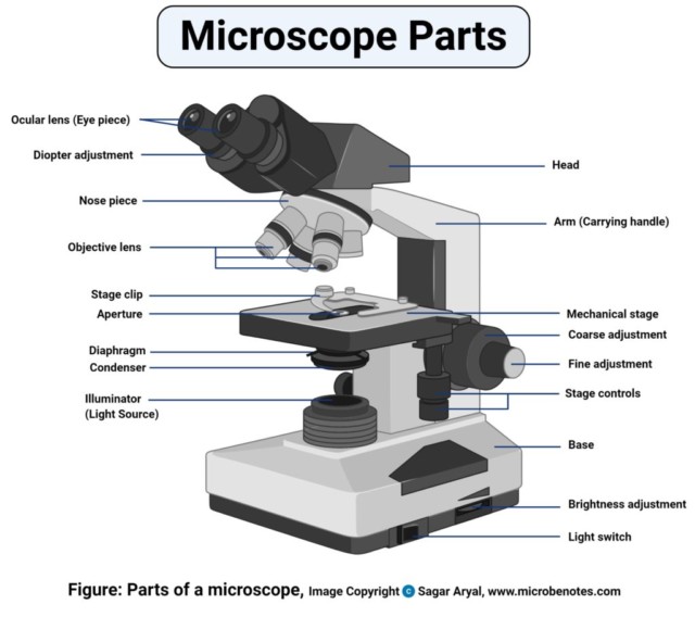 Microscope: History, Types, Uses and Functions | Healthtian