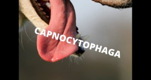 Capnocytophaga