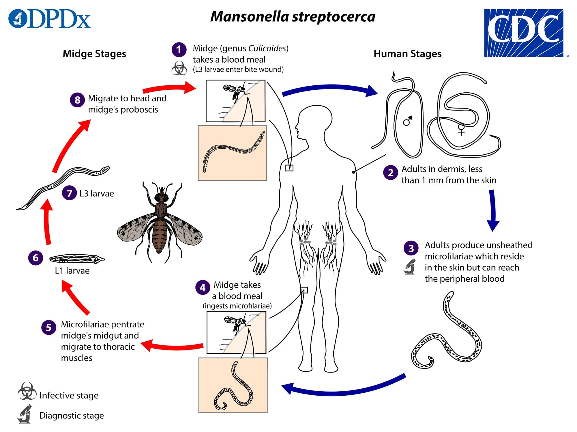 What is Mansonellosis? | Healthtian