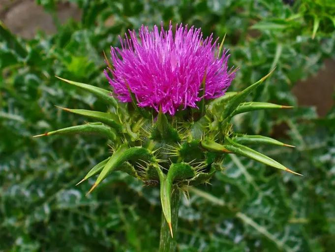 Milk Thistle