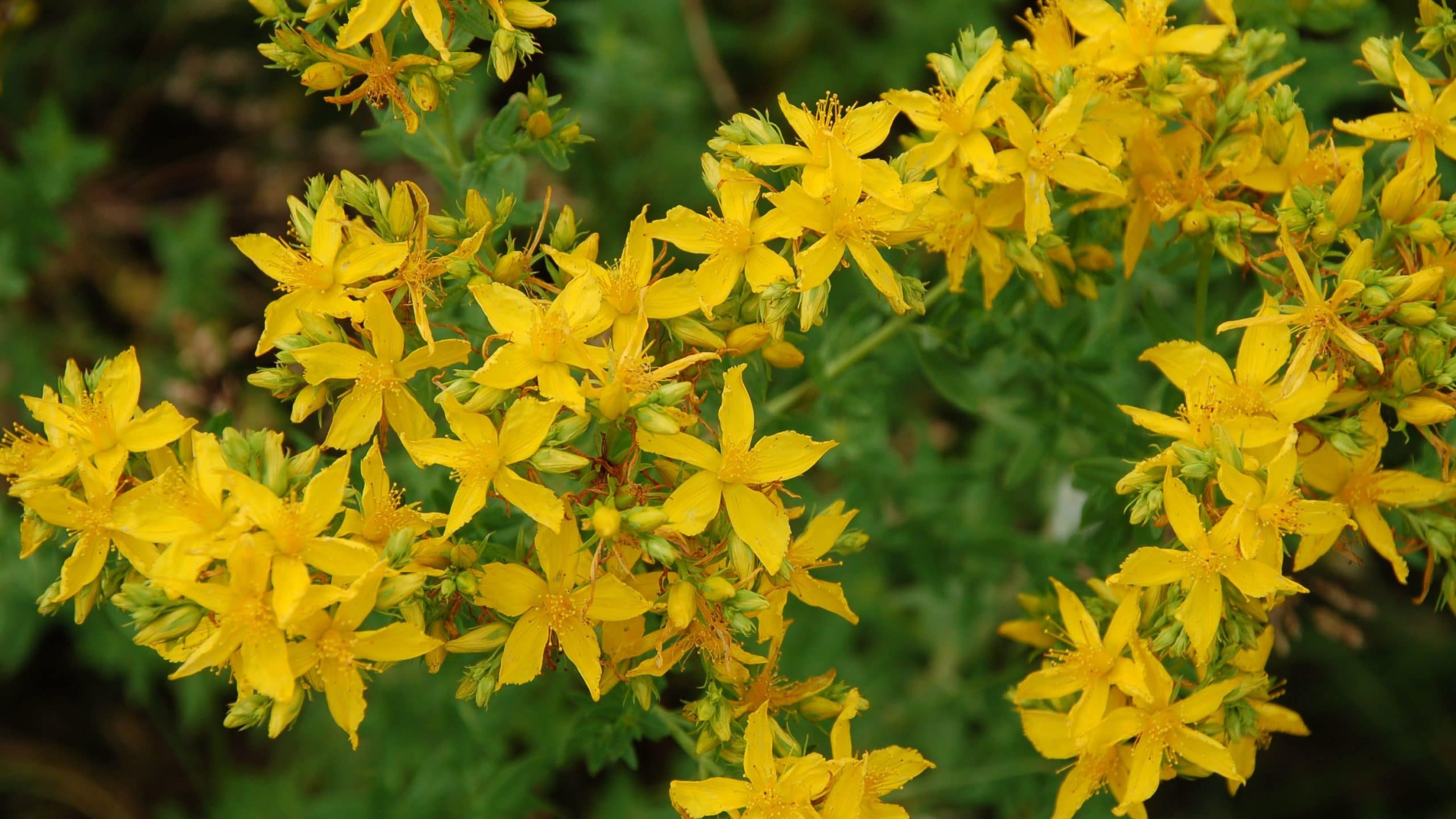 St. John’s Wort (Hypericum Perforatum) Uses, Side Effects