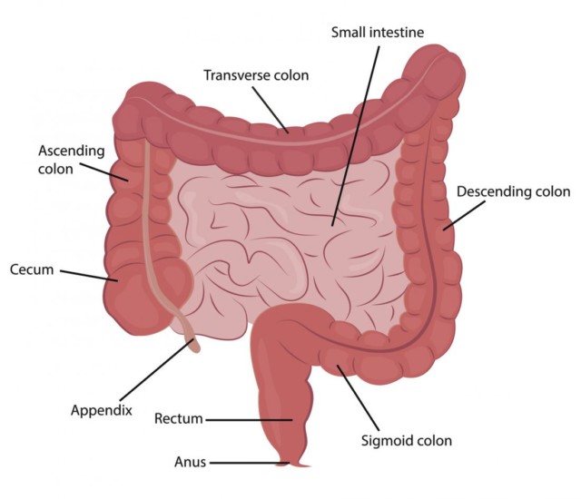 small-intestine-uses-and-functions-in-the-body