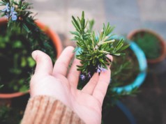 crop unrecognizable gardener touching lush potted rosemary