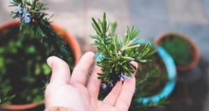 crop unrecognizable gardener touching lush potted rosemary