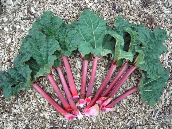 Benefits Of Rhubarb | Healthtian